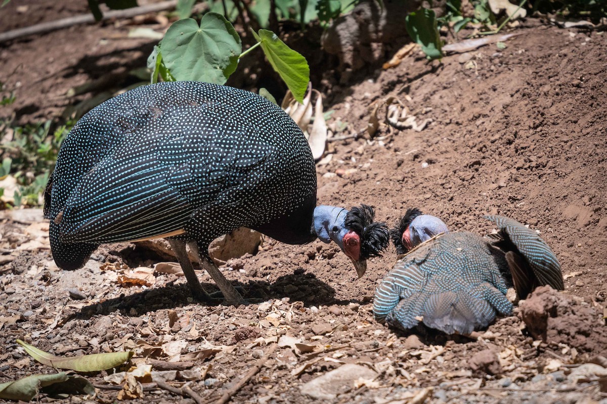 Eastern Crested Guineafowl - Deb Ford