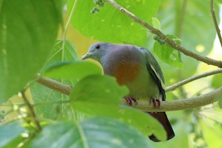 Pink-necked Green-Pigeon, ML145439151