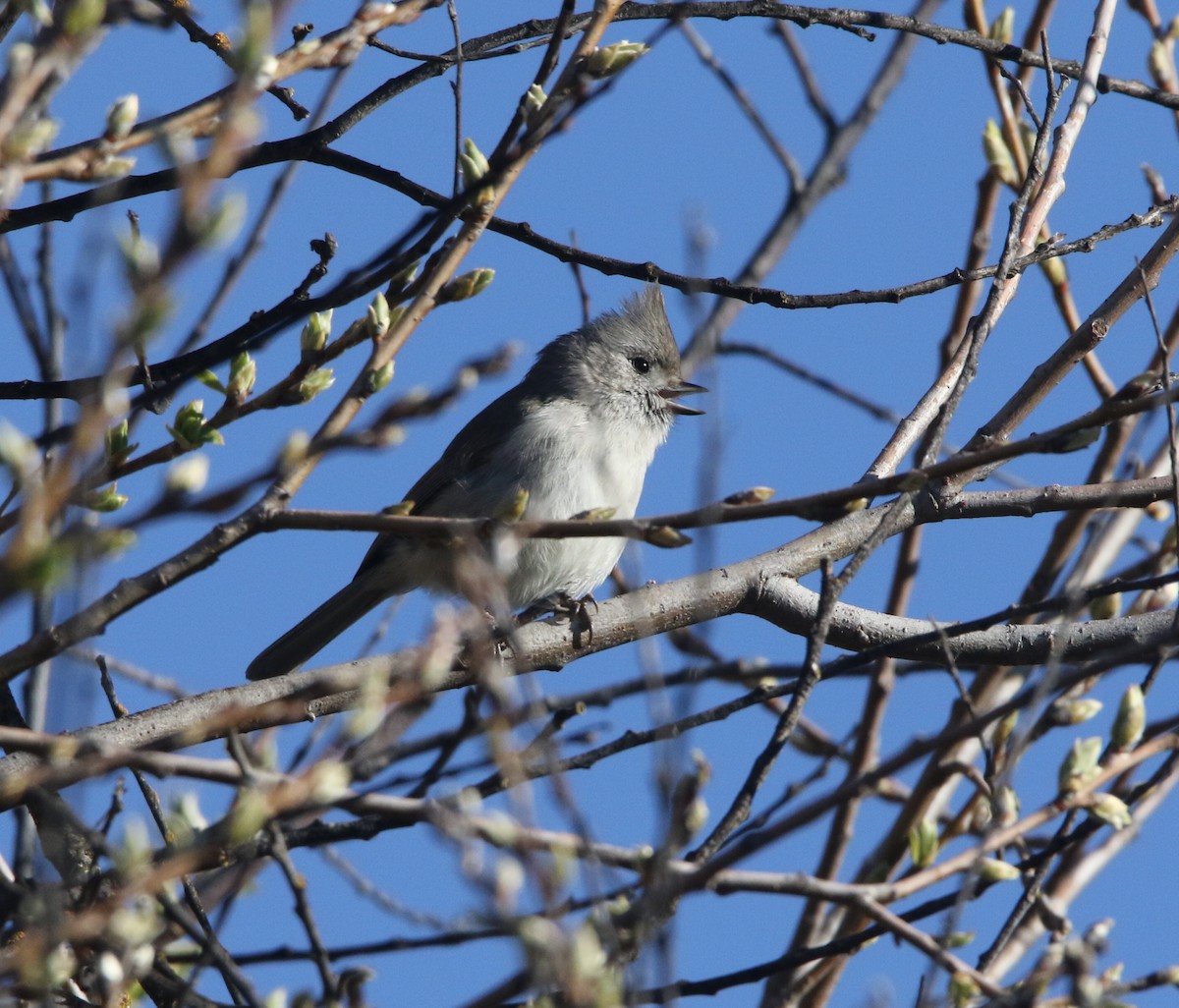 Oak Titmouse - Pair of Wing-Nuts