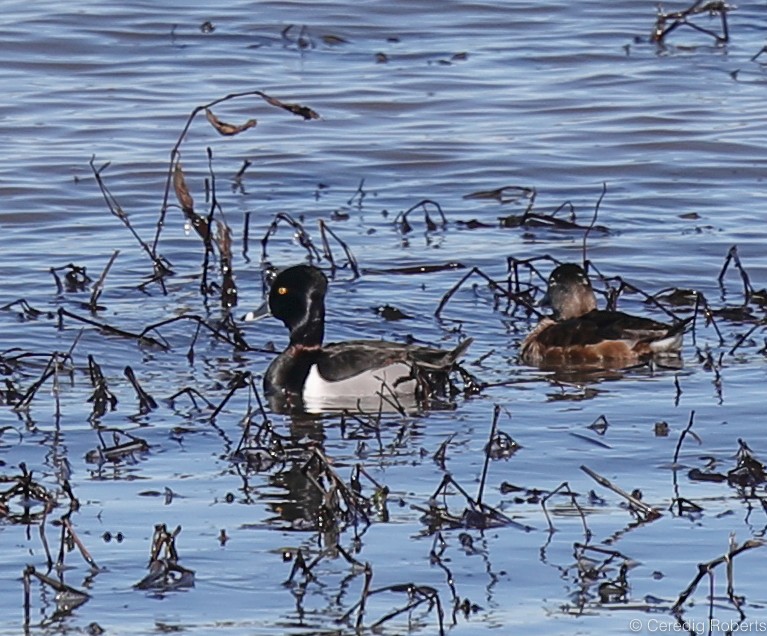 Ring-necked Duck - Ceredig  Roberts