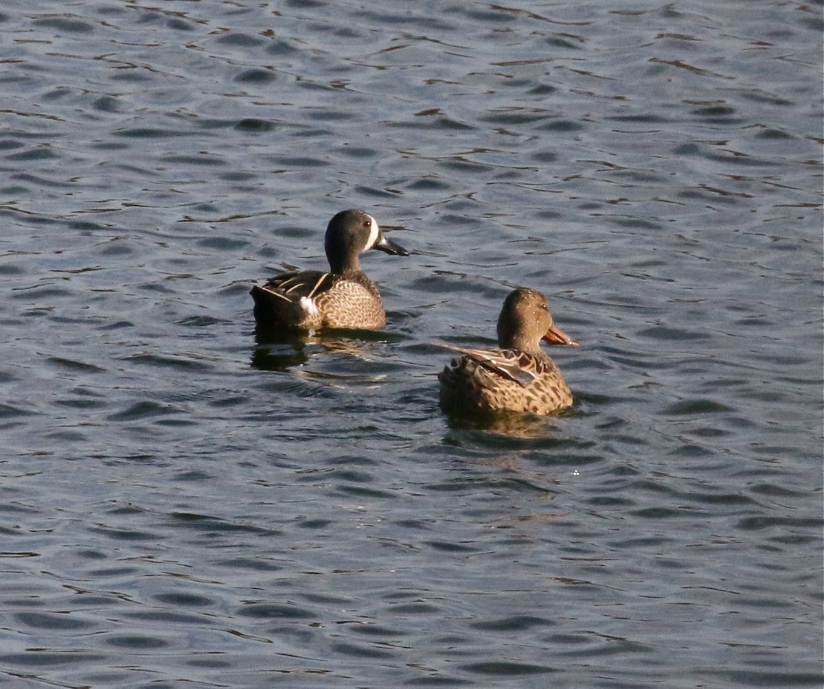 Blue-winged Teal - ML145439501
