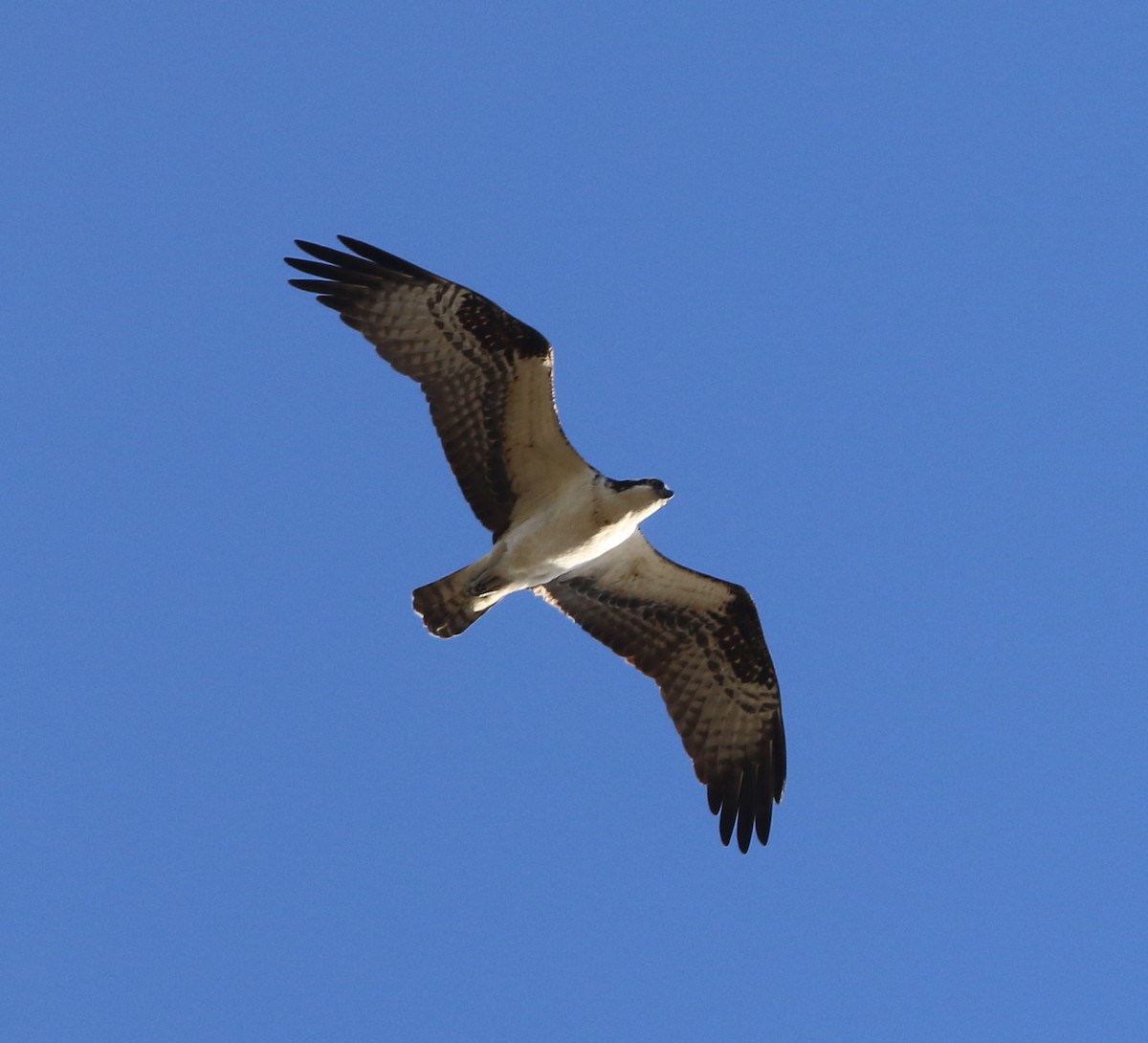 Osprey - Pair of Wing-Nuts