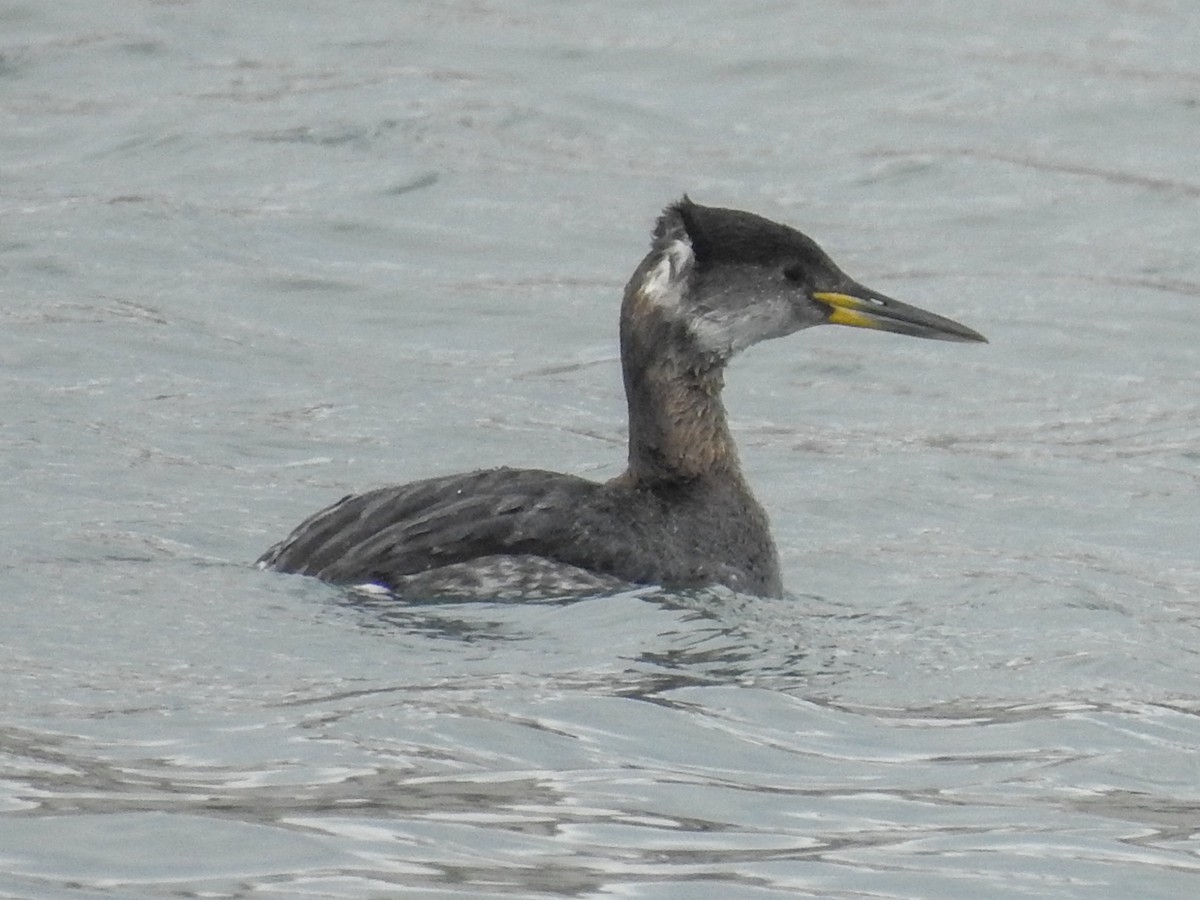 Red-necked Grebe - ML145439731