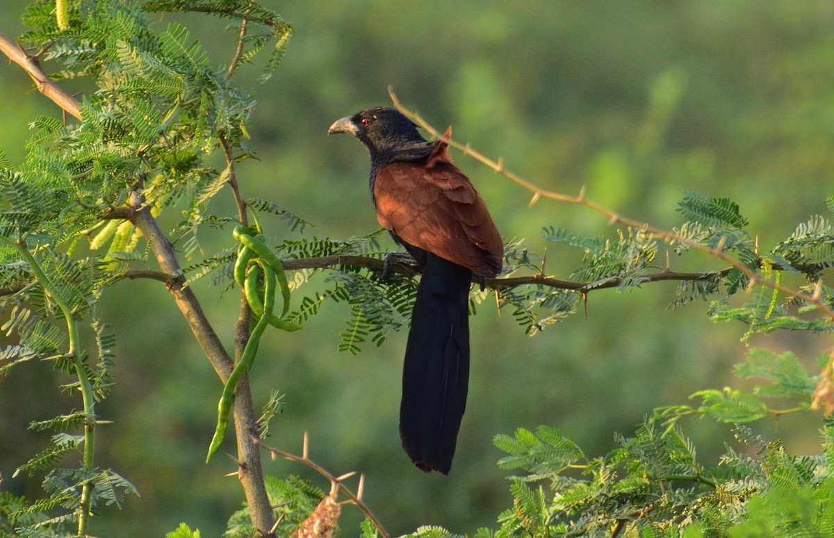 Greater Coucal - ML145440781