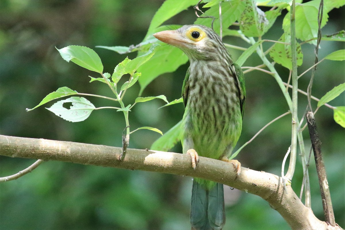 Lineated Barbet - Fadzrun A.