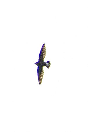 Silver-backed Needletail - ML145441241