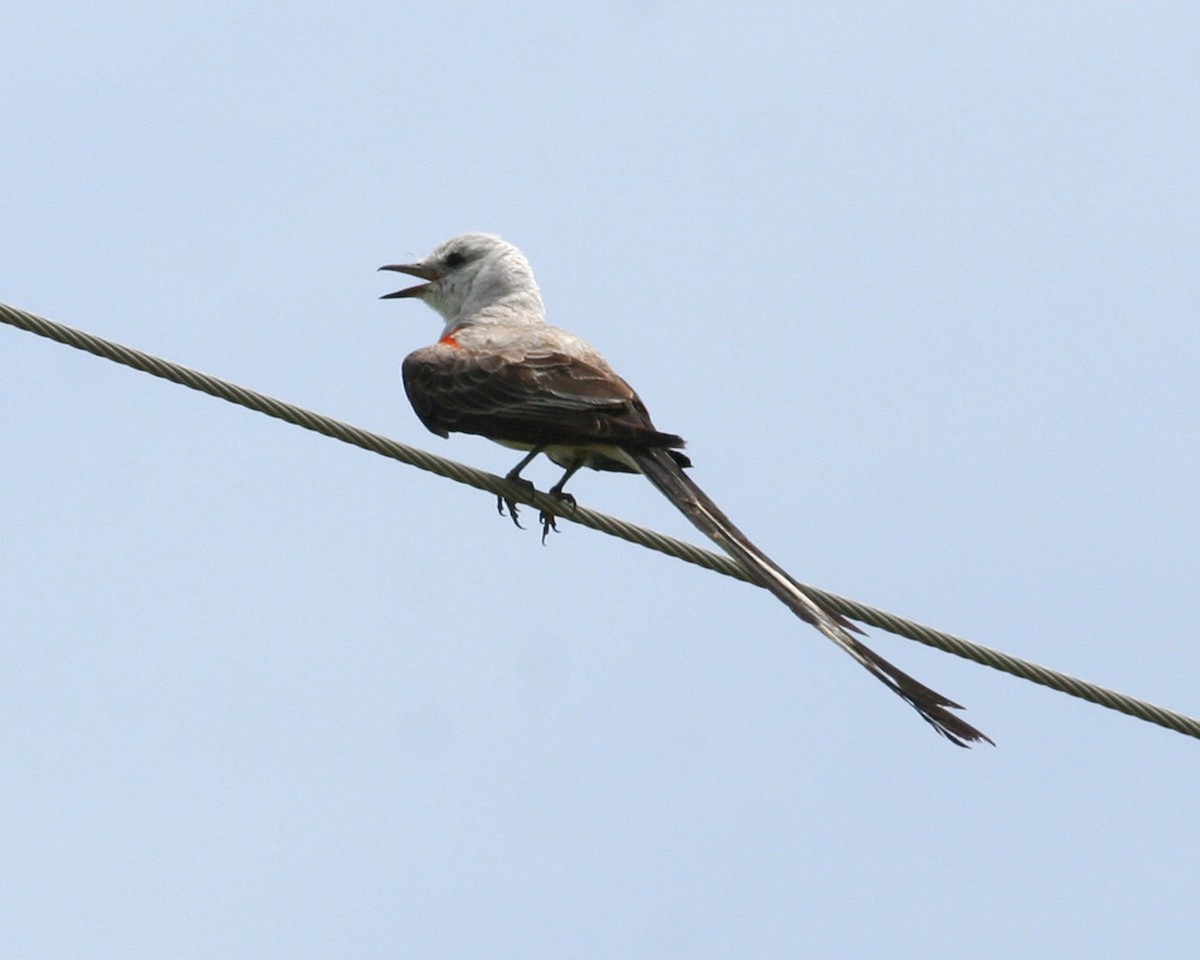 Scissor-tailed Flycatcher - Carly Wainwright