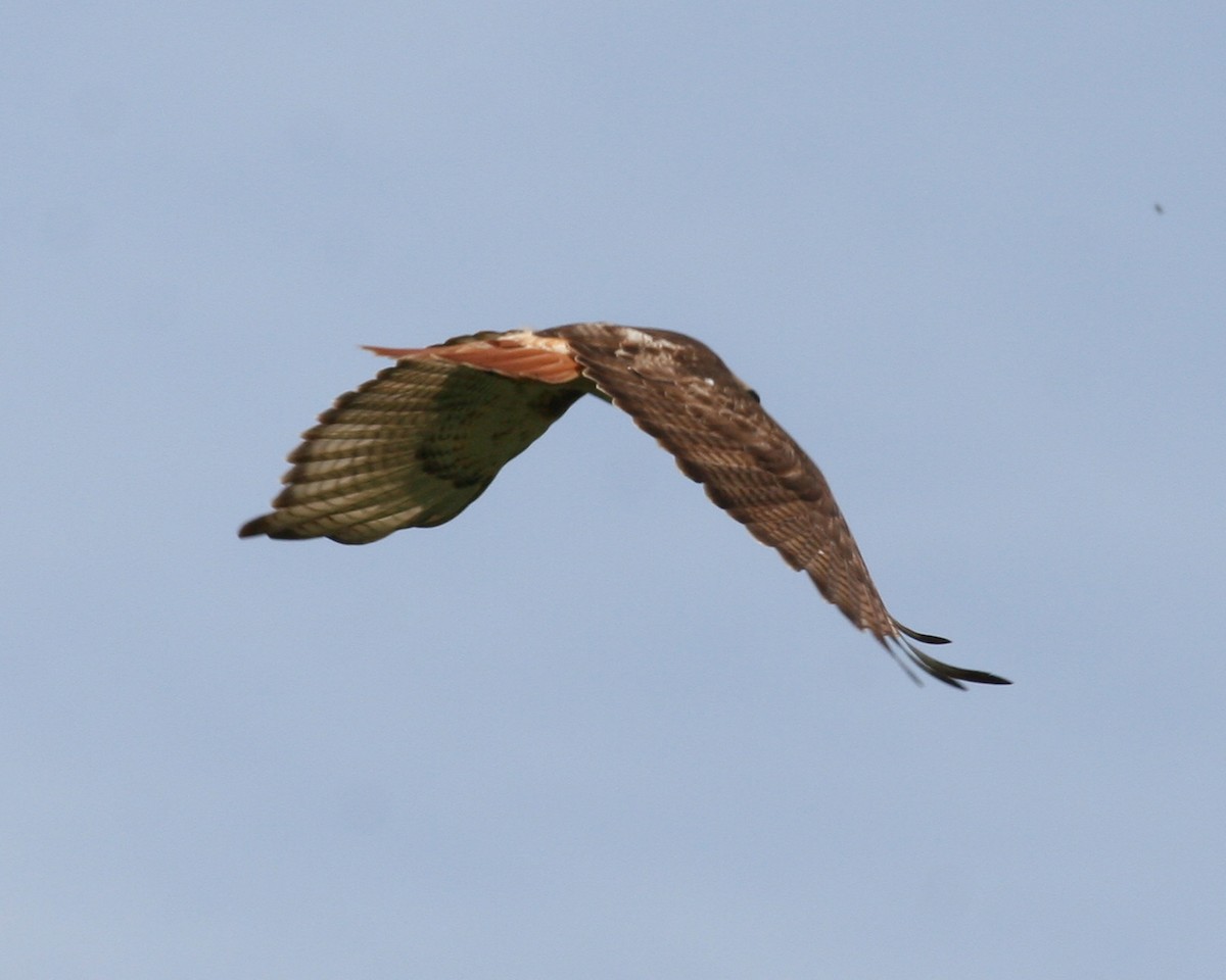 Red-tailed Hawk - ML145441571