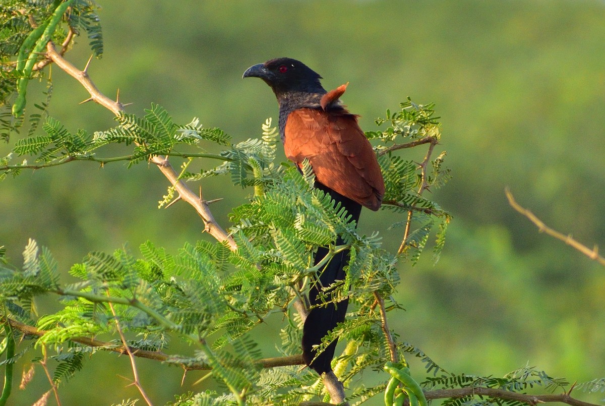 Greater Coucal - ML145441601