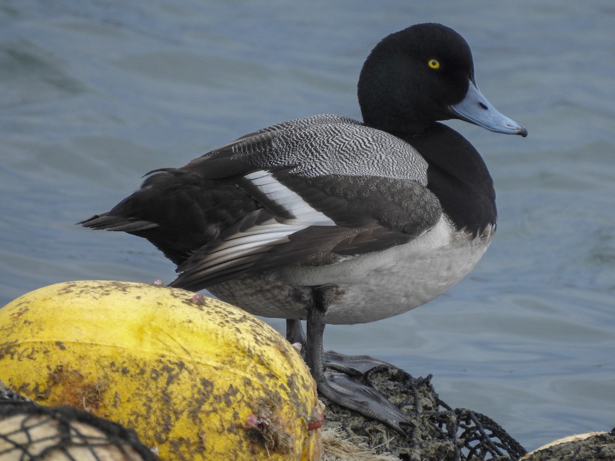Greater Scaup - ML145441641