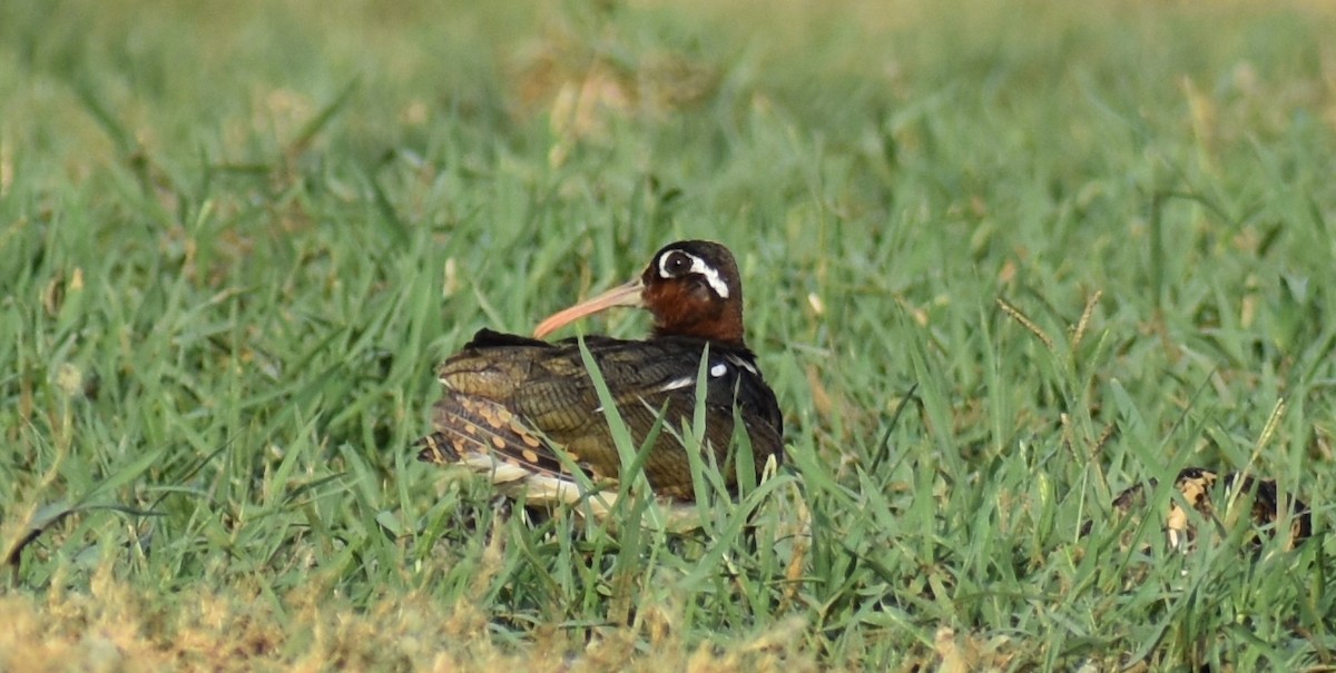 Greater Painted-Snipe - ML145441661