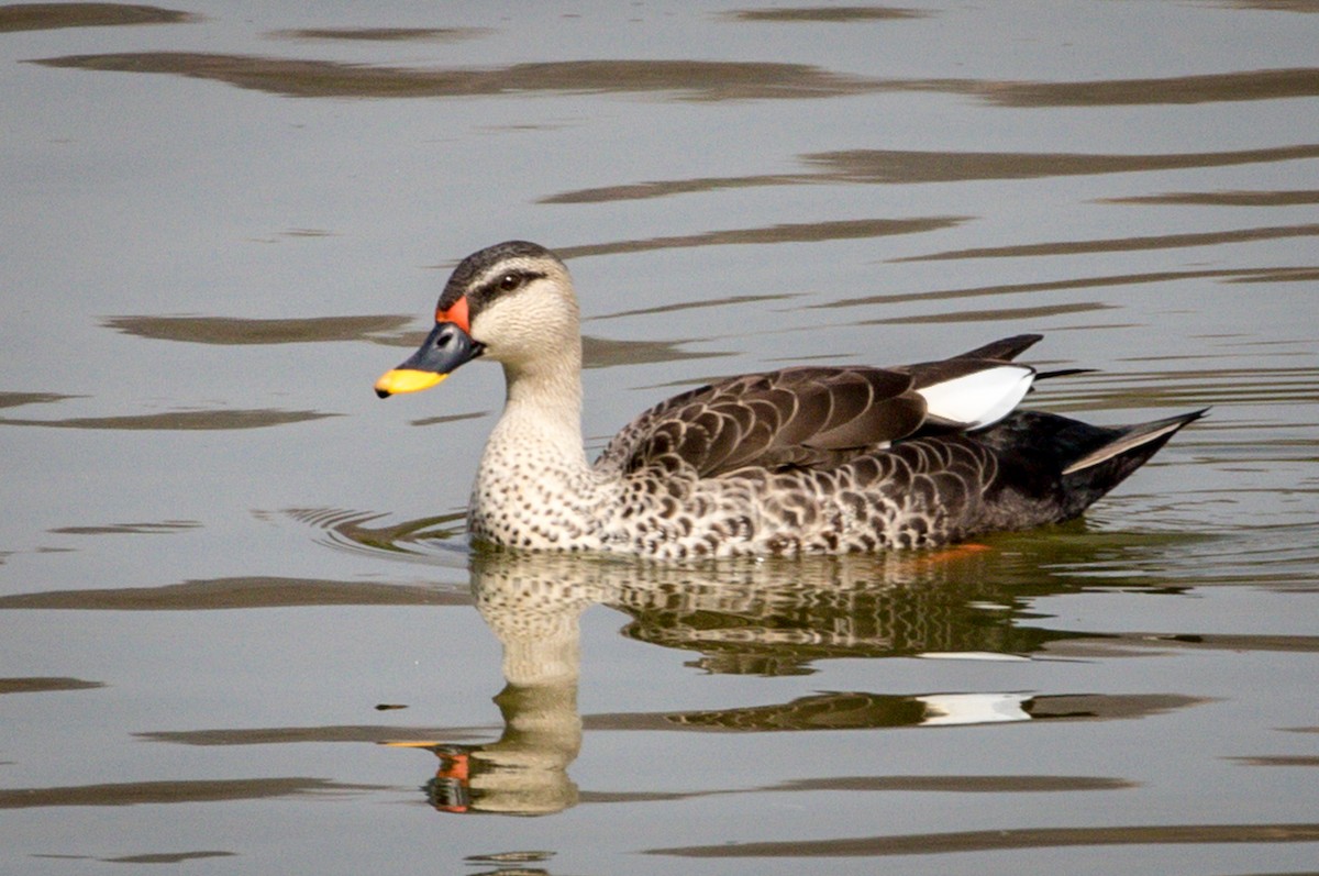 Indian Spot-billed Duck - Michael Warner