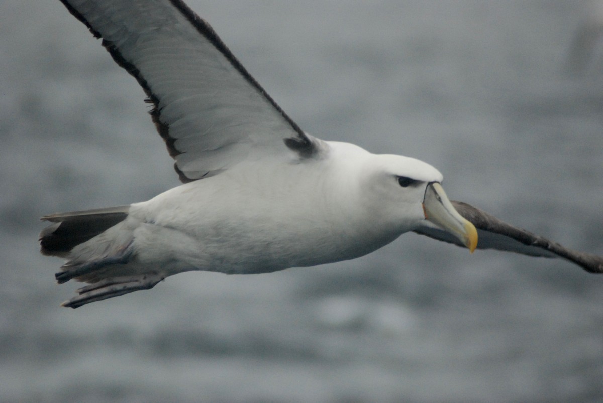 White-capped Albatross (steadi) - Martin Abreu