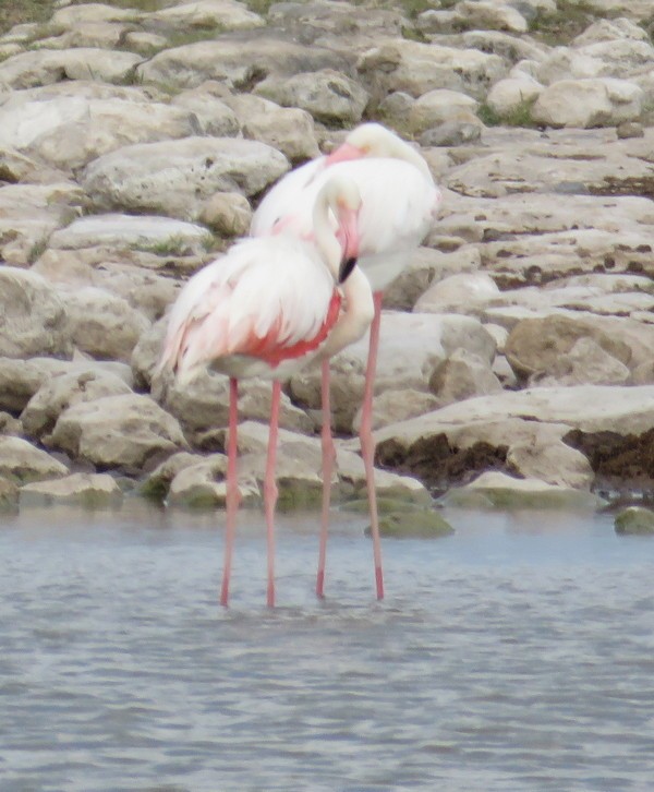 Greater Flamingo - ML145442511