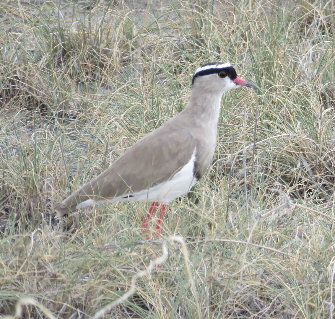 Crowned Lapwing - George and Teresa Baker