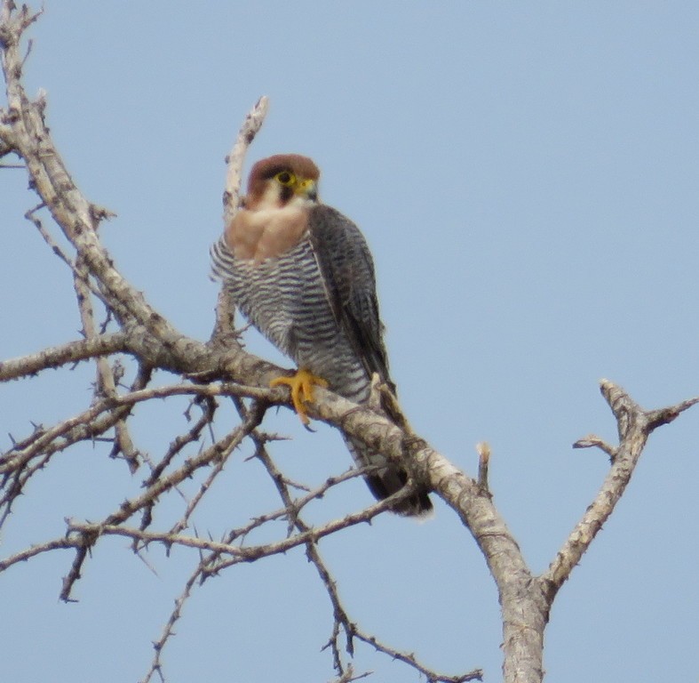 Red-necked Falcon (African) - ML145442891