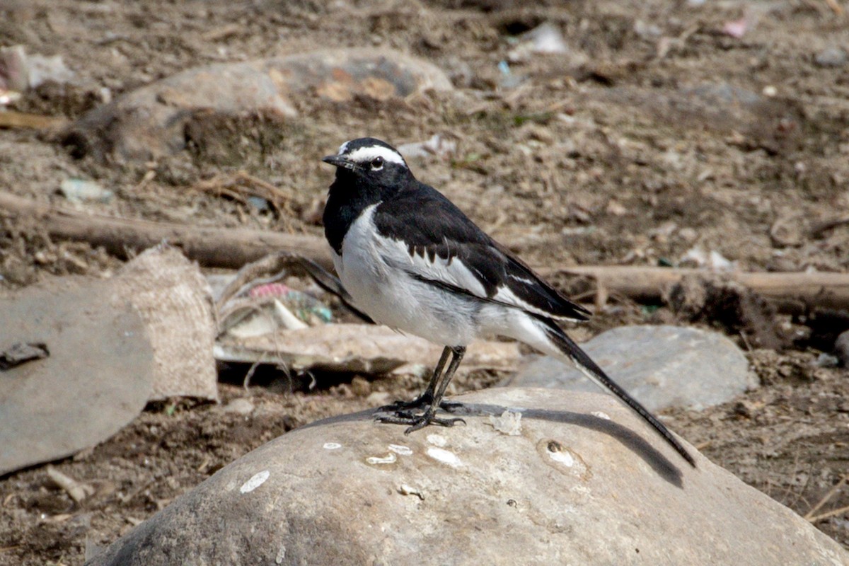 White-browed Wagtail - ML145443341