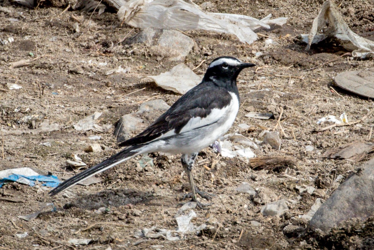 White-browed Wagtail - ML145443361