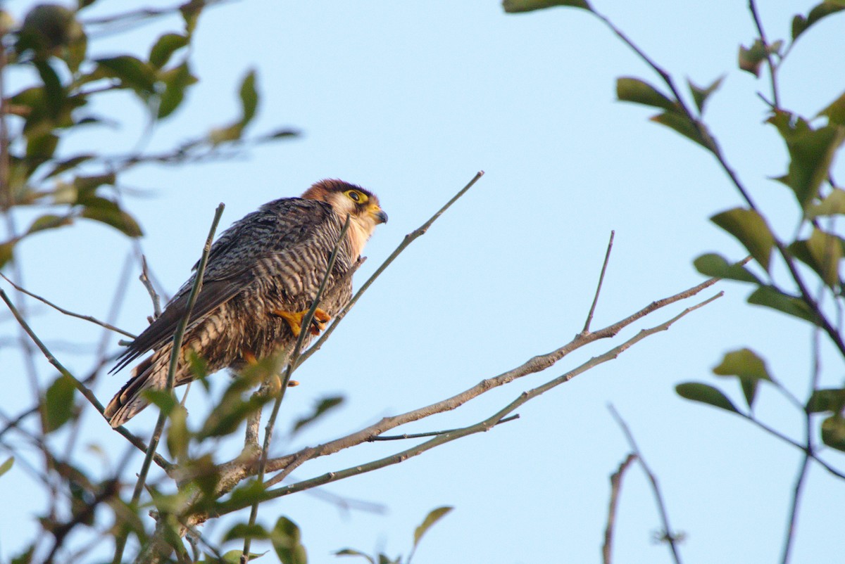 Red-necked Falcon - ML145443801