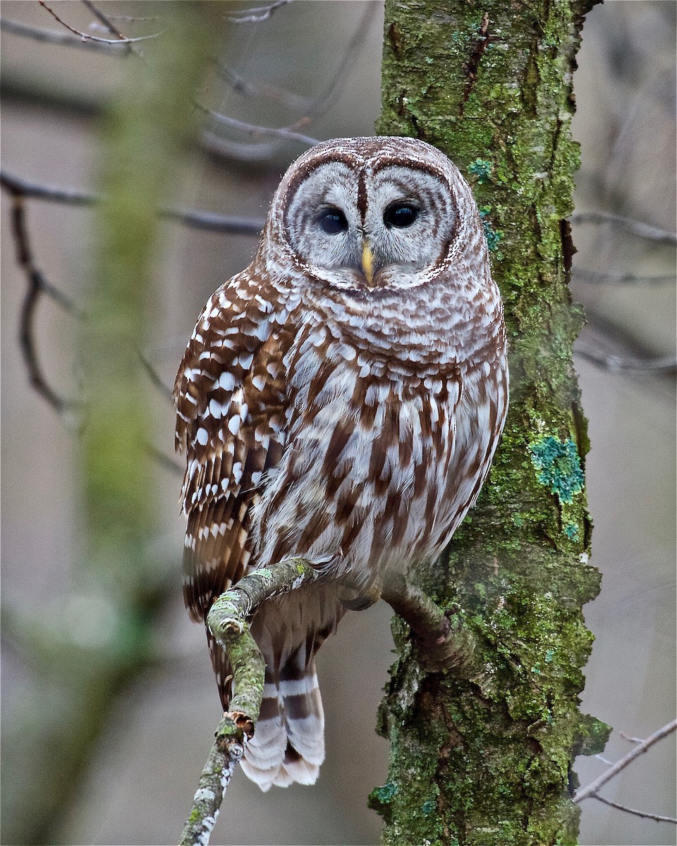 Barred Owl - ML145444001