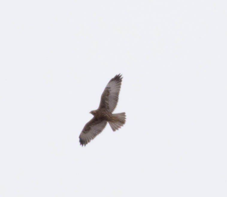 White-tailed Hawk - Fernanda de Inunciaga