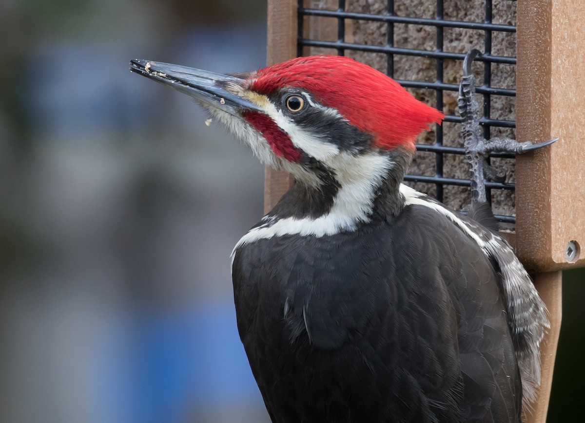 Pileated Woodpecker - ML145444961