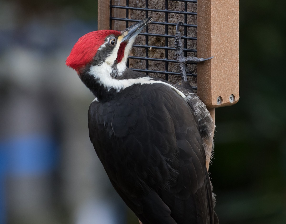 Pileated Woodpecker - ML145445021
