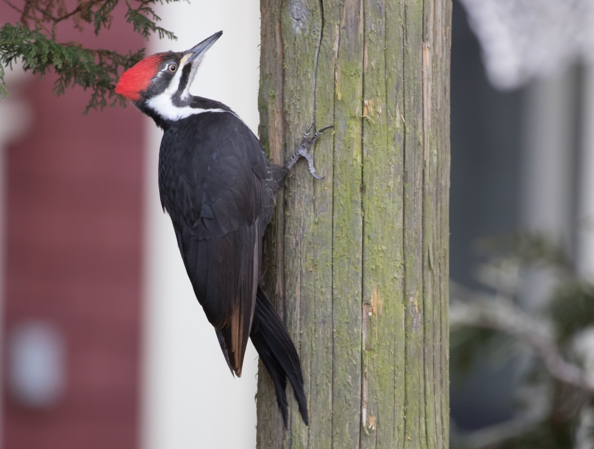 Pileated Woodpecker - Ian Burgess