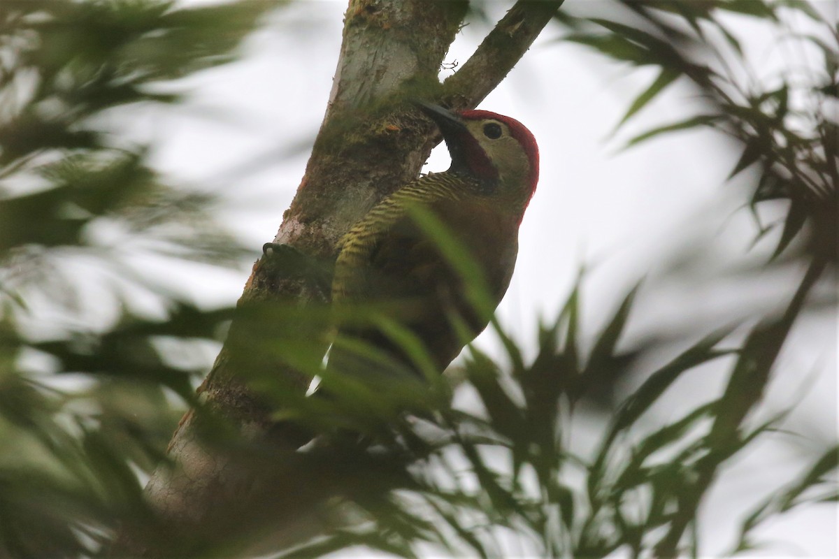 Golden-olive Woodpecker - Charles Davies