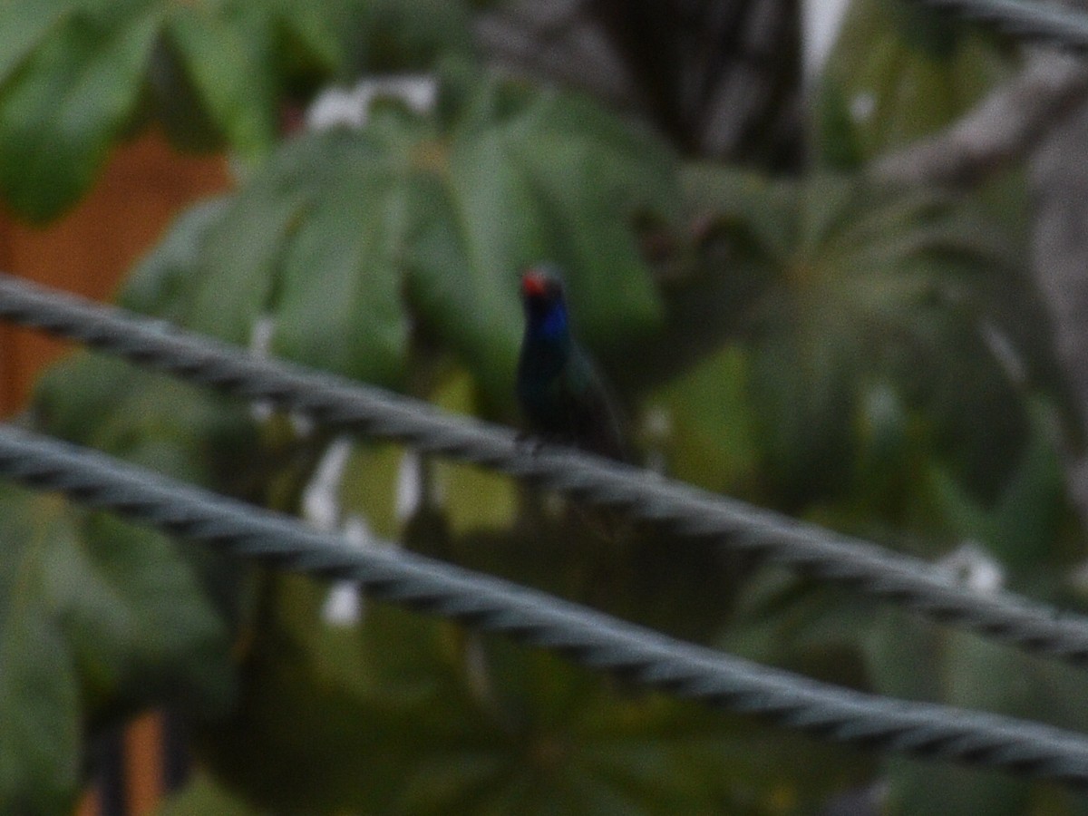Broad-billed Hummingbird - ML145446851