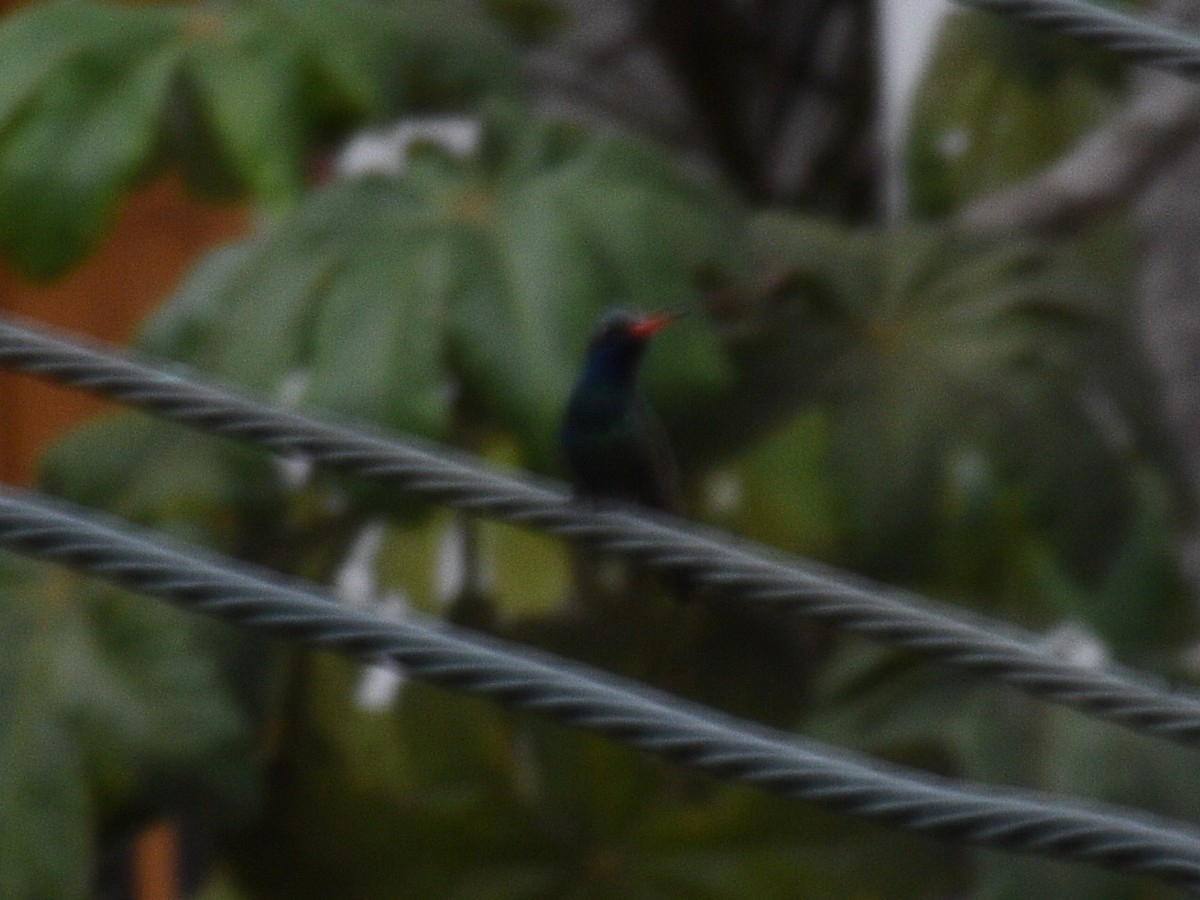 Broad-billed Hummingbird - ML145446861