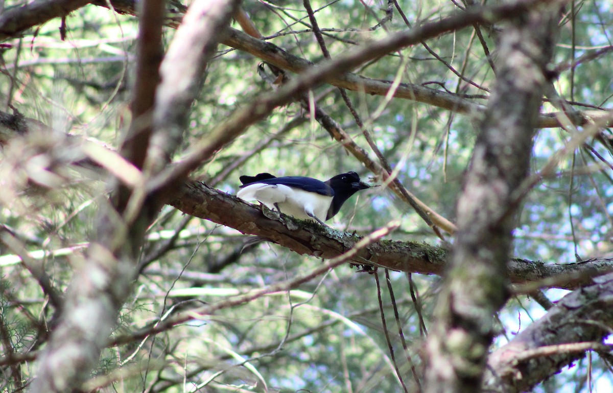 Curl-crested Jay - Murilo Vicente
