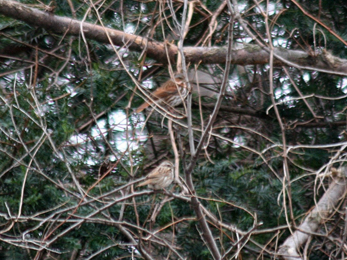 Fox Sparrow - Sherry Plessner