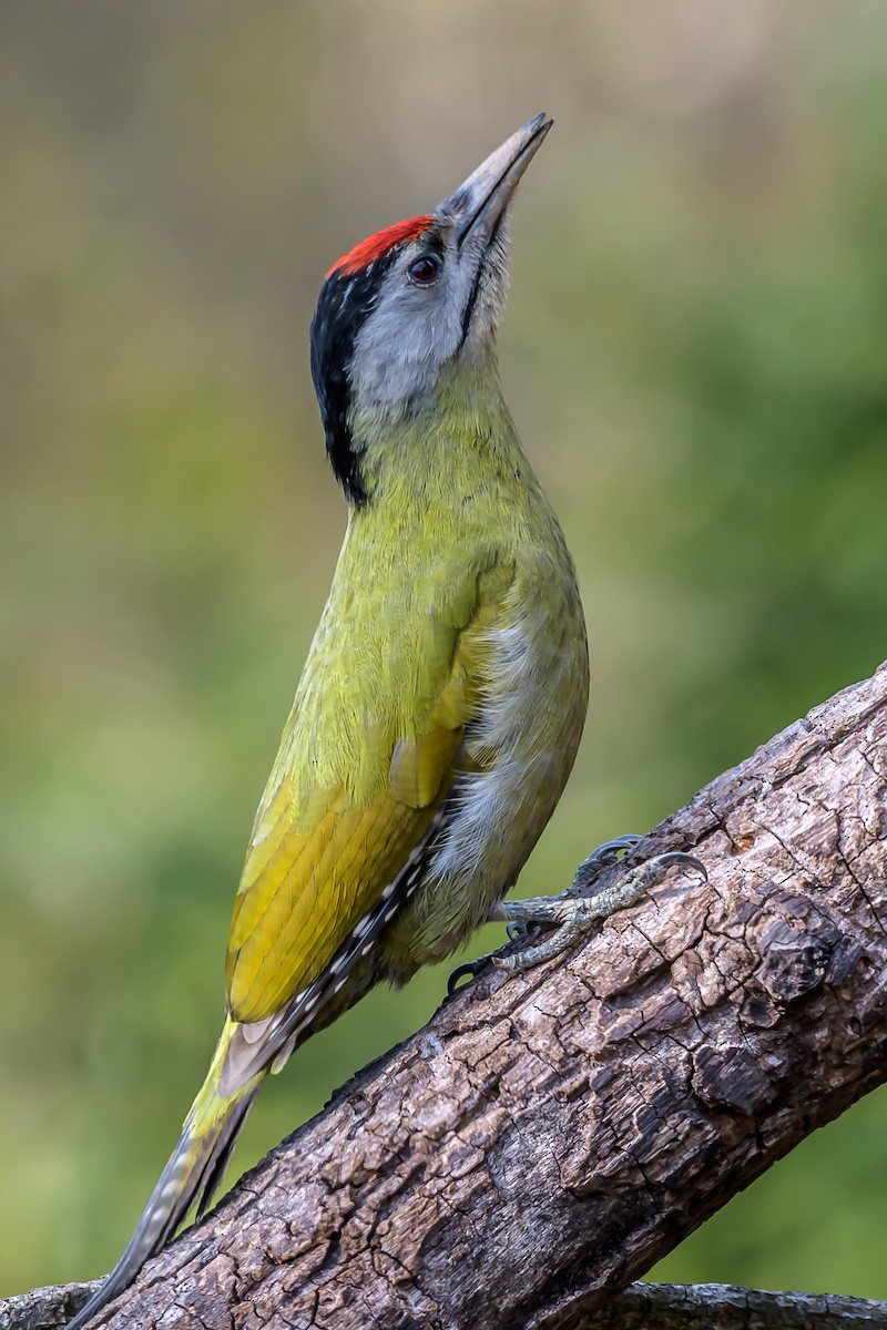 Gray-headed Woodpecker - Nitin Chandra