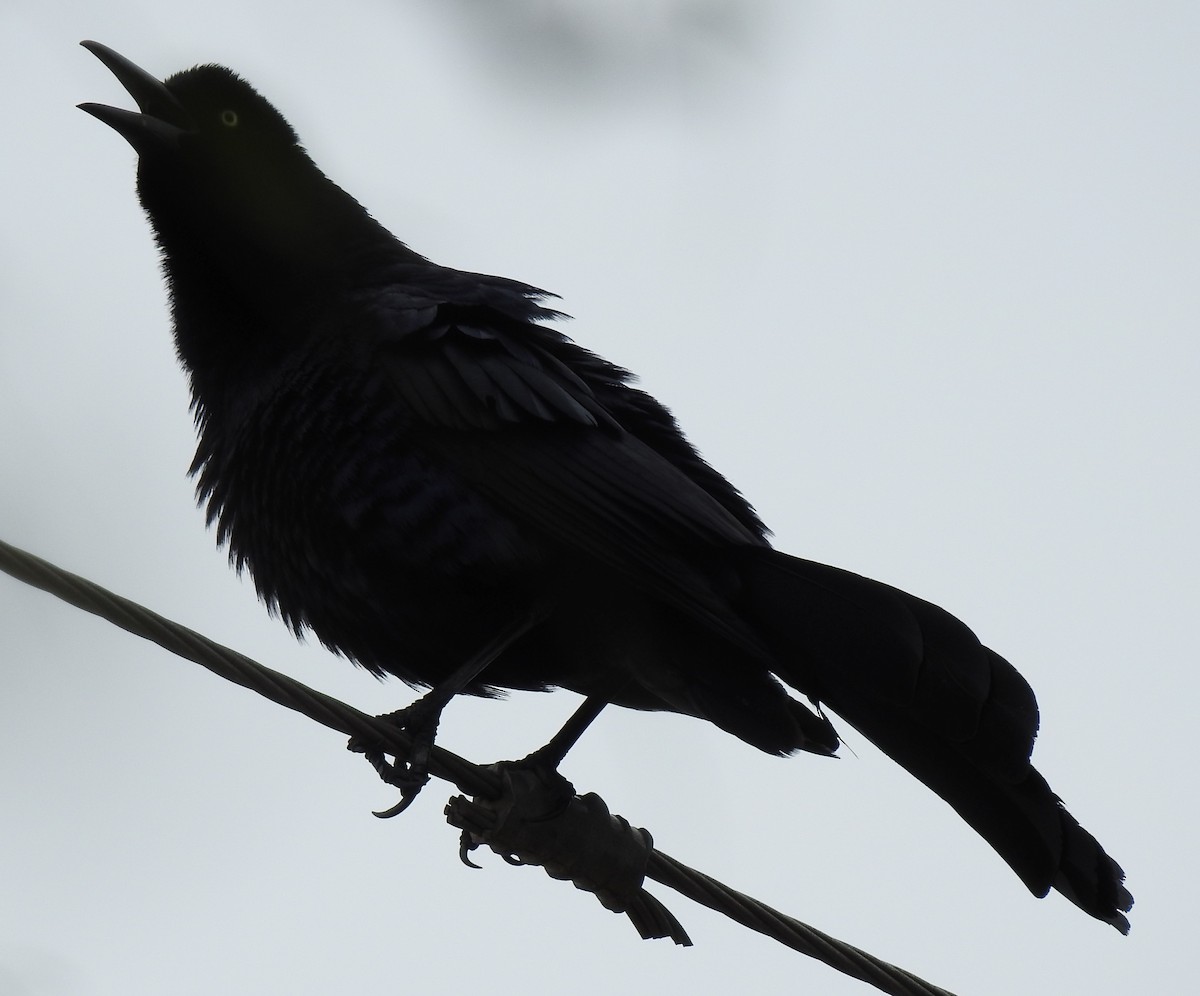 Great-tailed Grackle - ML145450201