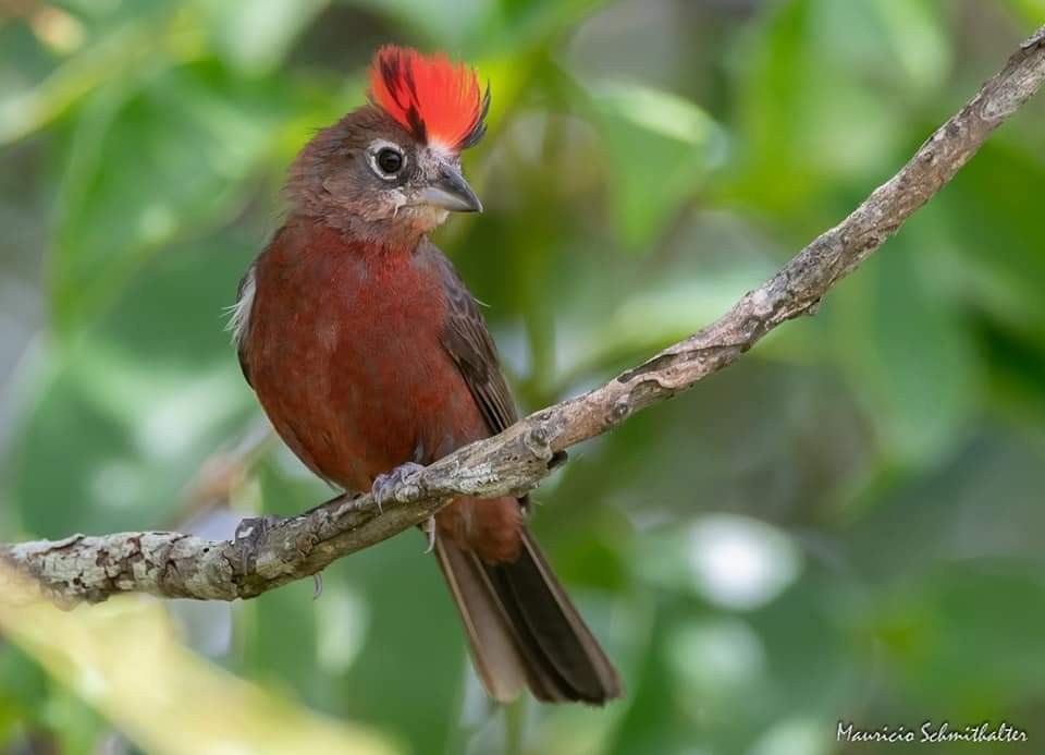 Red-crested Finch - Mauricio Schmithalter