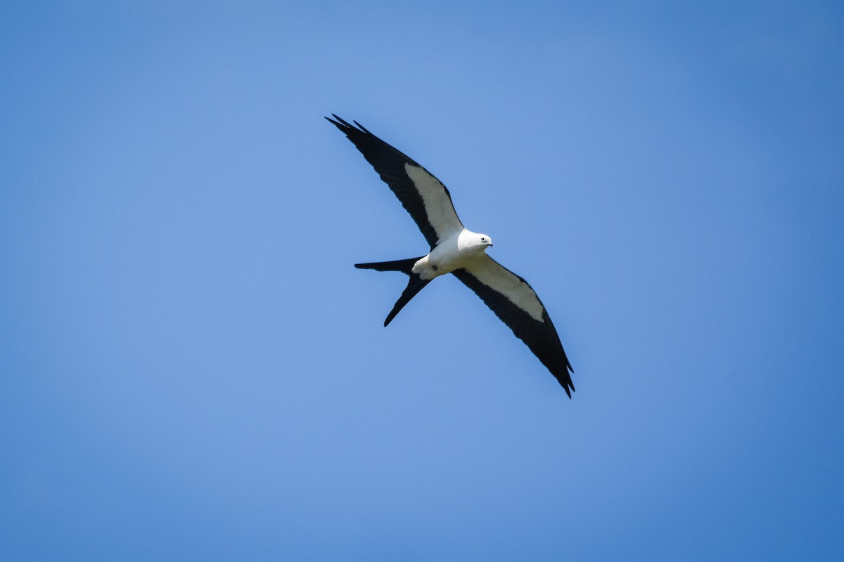 Swallow-tailed Kite - Austin Bell