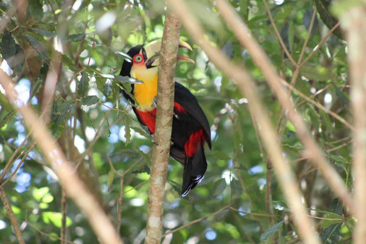 Red-breasted Toucan - ML145452401