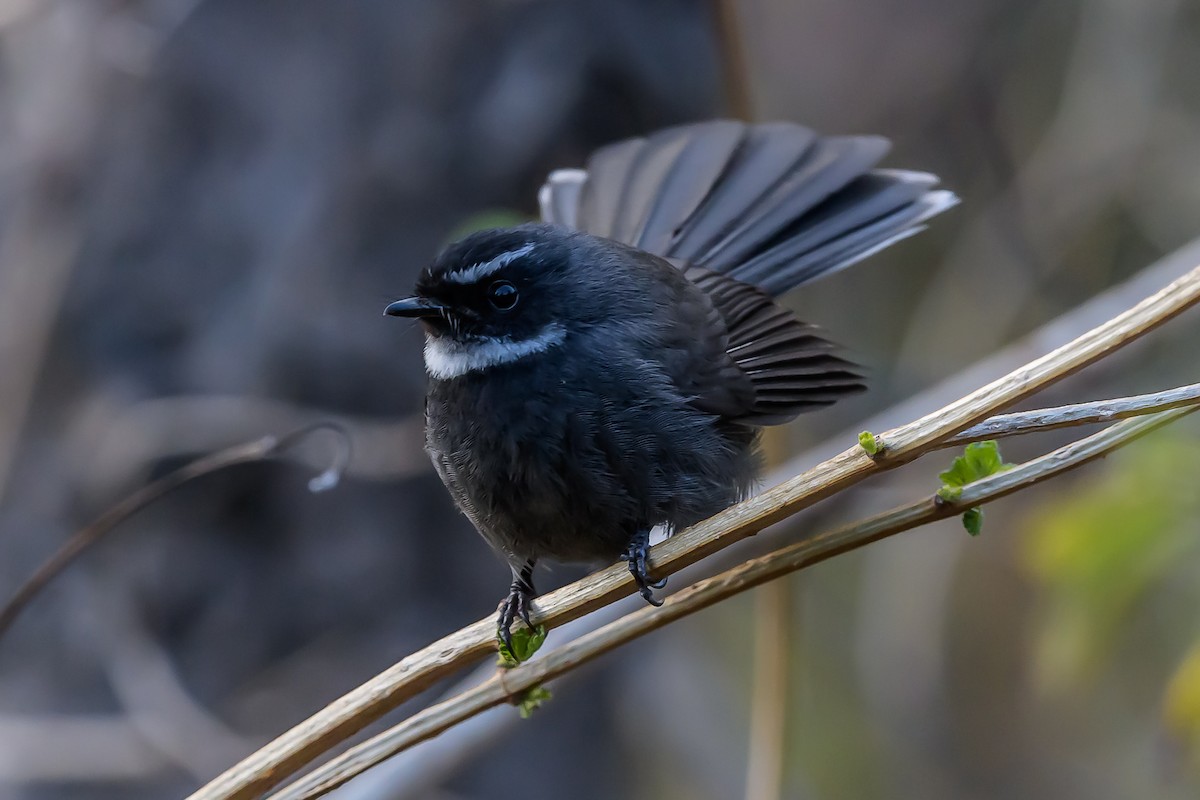 White-throated Fantail - ML145452811