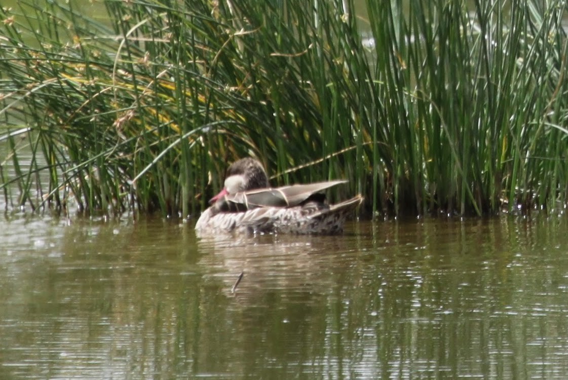 Red-billed Duck - Pete Rubinas