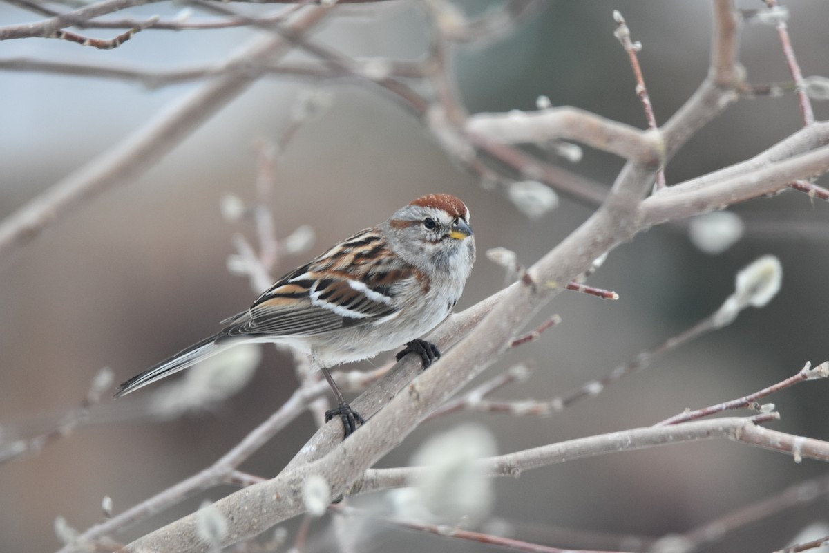 American Tree Sparrow - Joan Heffernan
