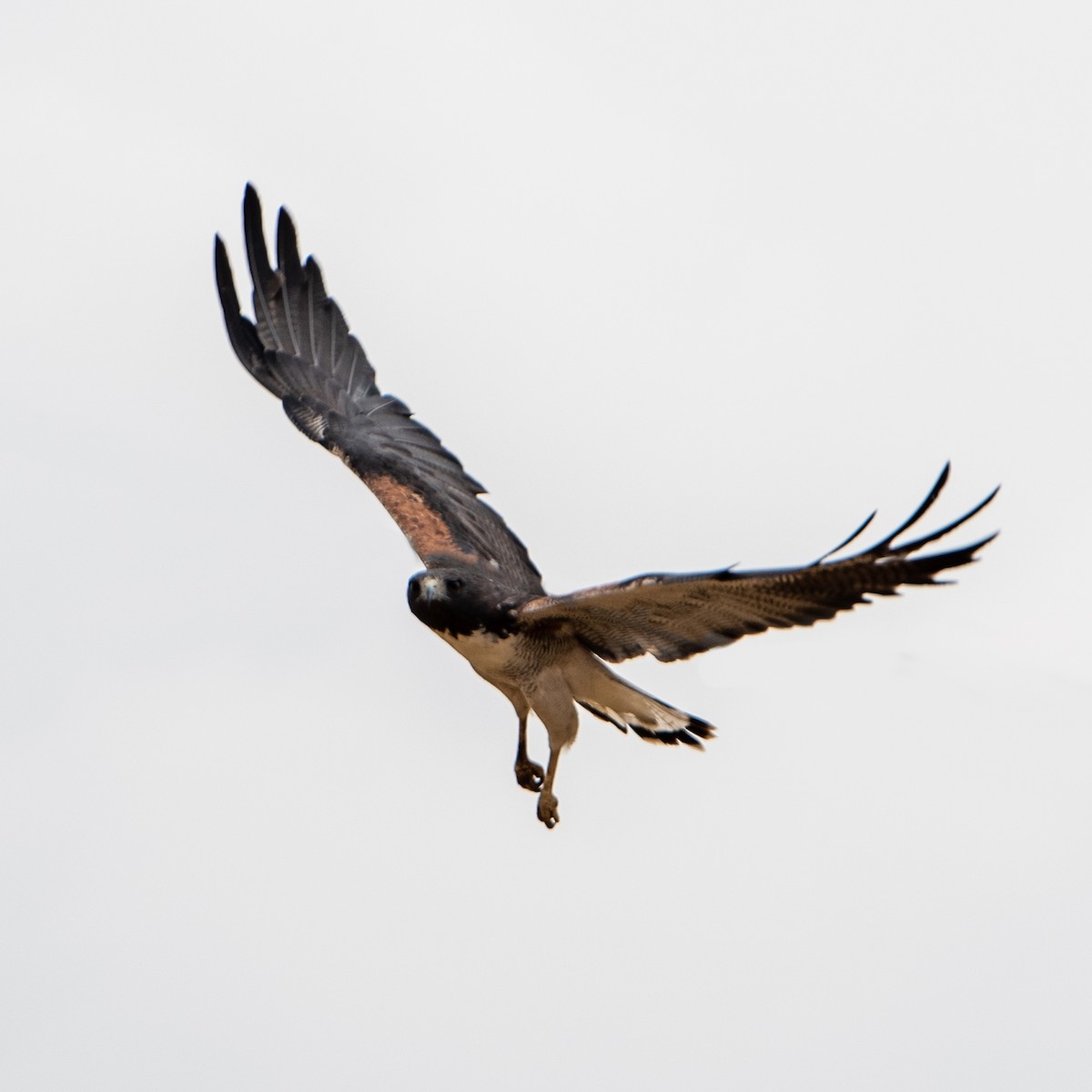 White-tailed Hawk - Alberto Acero