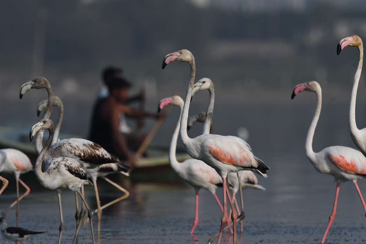 Greater Flamingo - Sriram Reddy