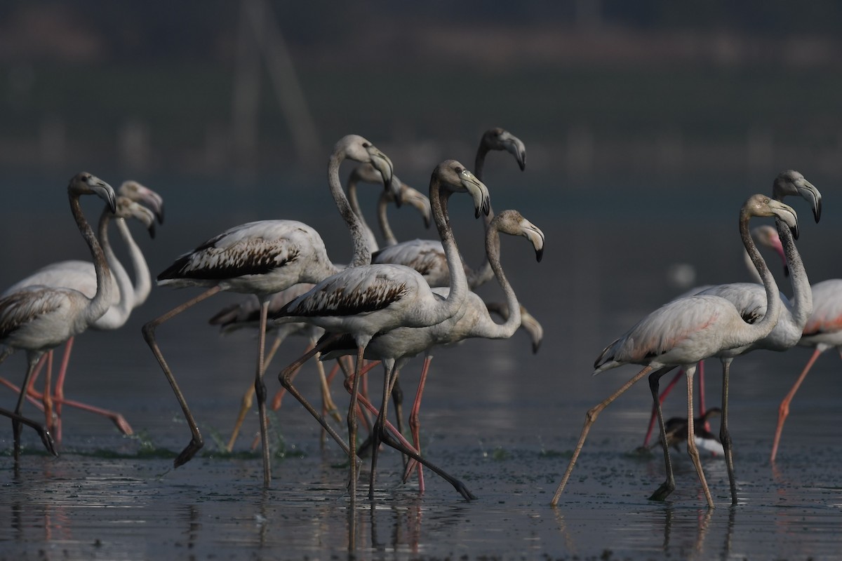 Greater Flamingo - Sriram Reddy