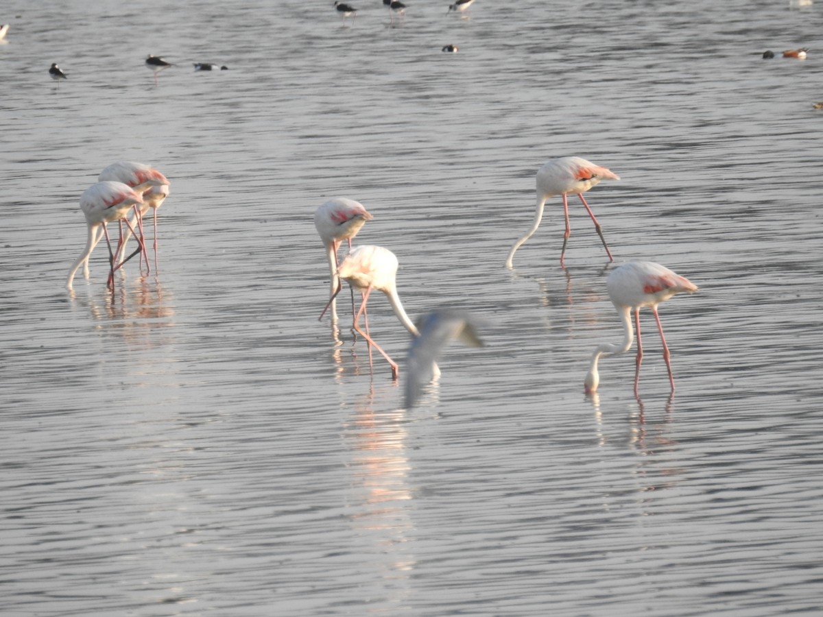 Greater Flamingo - M Chid