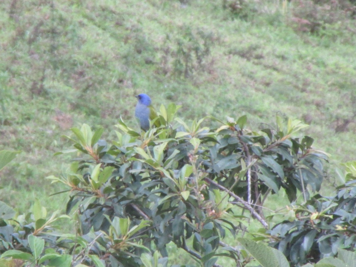 Blue-capped Tanager - ML145455051