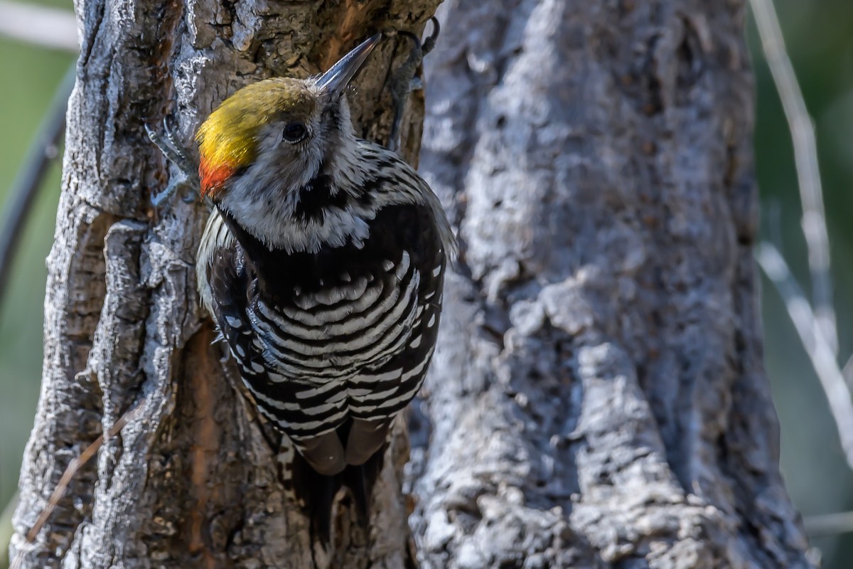 Brown-fronted Woodpecker - ML145455461