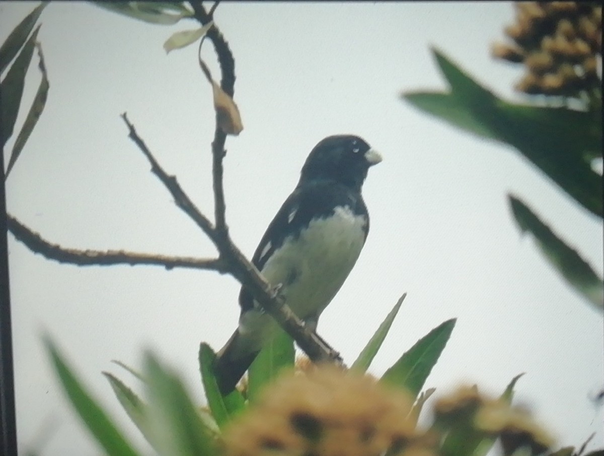 Black-and-white Seedeater - Daniel Gonzales Ccolque