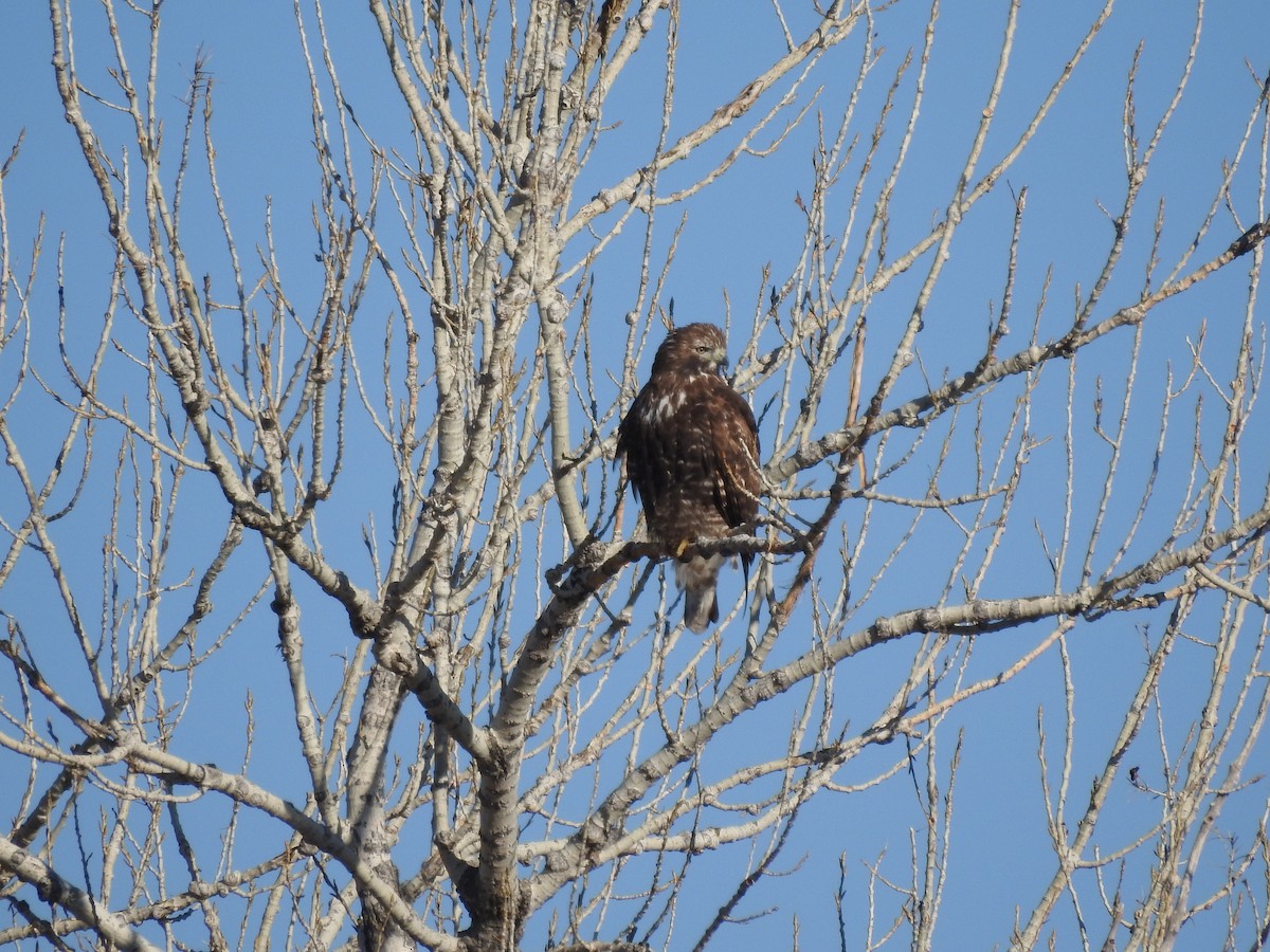 Red-tailed Hawk - ML145457281