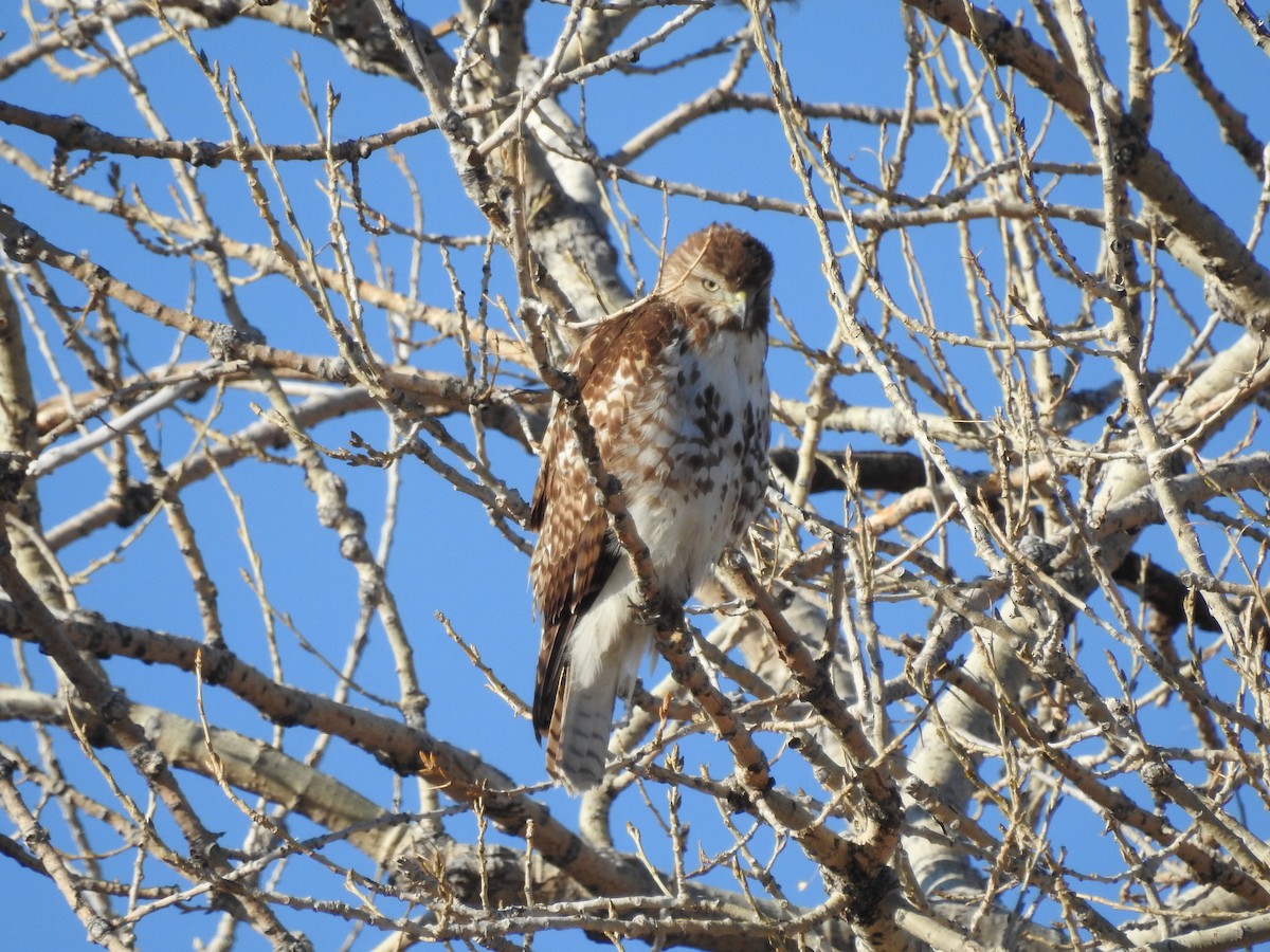 Red-tailed Hawk - ML145457291